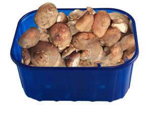 Boîte d'emballage biodégradable d'aliments frais pour plateau en plastique PP de champignons - Product Image 2