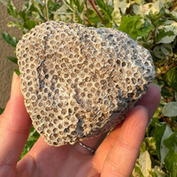 Vente en gros de spécimens fossiles de corail naturel brut, idéal pour l'enseignement, la fabrication de bijoux, la décoration rustique de la maison, cadeau d'anniversaire fait main CrystalHola