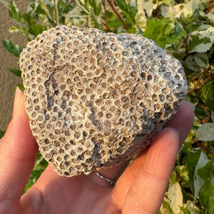 Vente en gros de corail naturel brut, spécimen fossile, idéal pour l'enseignement, la fabrication de bijoux, la décoration rustique de la maison, cadeau d'anniversaire fait main - Product Image 4