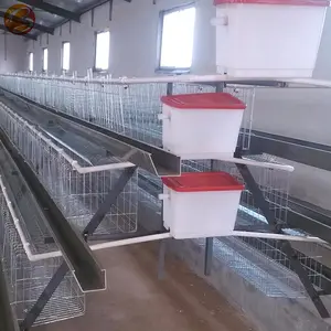 Poultry Farming Equipment Philippines Galvanized Layer Chicken Cages with Automatic System for Sale