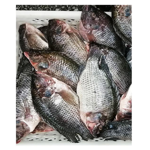 <span class=keywords><strong>Tilapia</strong></span> <span class=keywords><strong>du</strong></span> <span class=keywords><strong>Nil</strong></span> frais congelé pour ferme piscicole ronde entière avec emballage en vrac - Product Image 3
