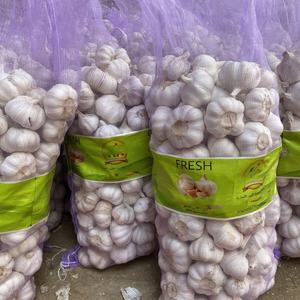 Proveedor de Fábrica de Origen Chino, Venta al por Mayor de Ajo Fresco, Exportación a Yemen, Calidad Normal, Ajo Blanco - Product Image 1