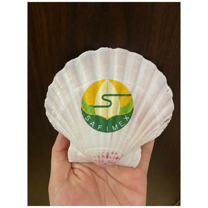 Conchas de Vieira Limpias al por Mayor para Presentación de Alimentos en Restaurantes, Servicio de Mariscos, Manualidades, Decoración del Hogar, Embalaje a Granel OEM - Product Image 5