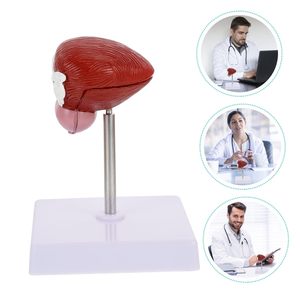Modelo Anatómico Humano de Anatomía Médica Popular, Modelo de Enseñanza Médica del Sistema Urinario, Vejiga Humana, Modelo Anatómico Tridimensional de Dos Partes - Product Image 3