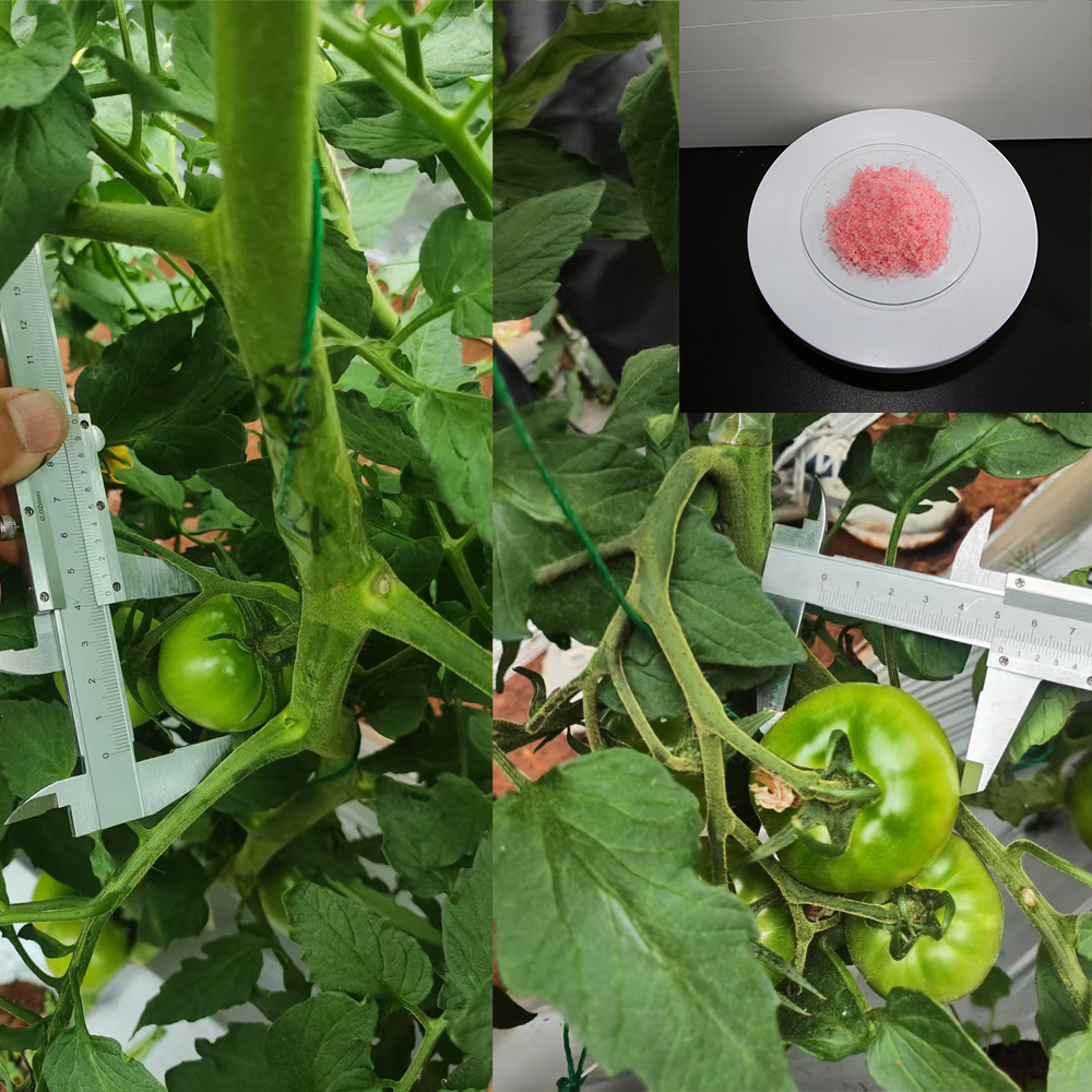 Wholesale NPK 12-12-36+TE Water Soluble Fertilizer Powder
