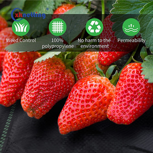 Đen Xanh <span class=keywords><strong>PP</strong></span> không dệt chống cỏ dại kiểm soát mulch Mat cảnh quan vải rào cản nông nghiệp Vườn Nhà Kính che phủ mặt đất - Product Image 2