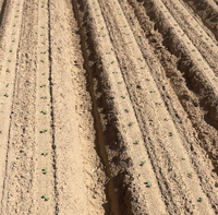 Semoir à aspiration d'air pour parterres de légumes, semoir à aspiration d'air agricole pour une placement précis des graines de légumes et un meilleur rendement