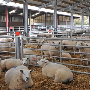 Smart Sheep Shed <strong>with</strong> <strong>Automatic</strong> Feeding System - <strong>Timer</strong>-Controlled Feed Dispenser - Product Image 4