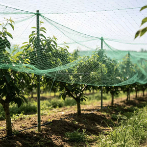 <span class=keywords><strong>Prix</strong></span> FOB – Écran anti-oiseaux transparent en nylon 150D résistant aux intempéries pour la culture des bleuets, des raisins, des cultures agricoles, des semis, des pépinières et des plantations d'arbres - Product Image 4