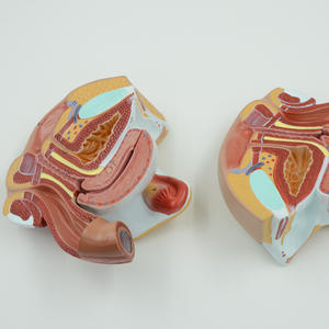 Vrouwelijk Genitaal-En Bekkenanatomiemodel-4-delige Mediane Sagittale Sectie Voor Medisch Onderwijs - Product Image 2