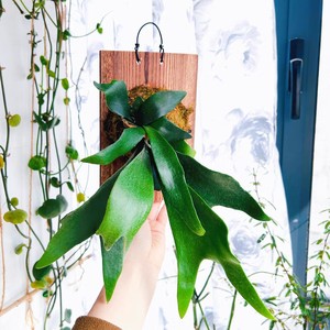Plaque murale en bois carbonisé pour plantes, support mural pour <span class=keywords><strong>fougères</strong></span> et mousse, plaque de montage en bois pour décoration murale - Product Image 5