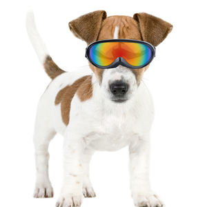 Gafas para <span class=keywords><strong>Perros</strong></span>, Accesorios Impermeables para Mascotas, Gafas de Sol para Mascotas, Gafas de Esquí para <span class=keywords><strong>Perros</strong></span> - Product Image 6