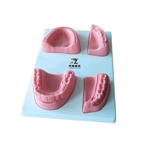 หุ่นฝึกเย็บแผลในช่องปากขนาดเท่าคนจริง พร้อมฐานและโมดูลฟัน สำหรับนักศึกษาทันตกรรม ฝึกอบรมการสอนขั้นสูง อุปกรณ์ทำจาก PVC - Product Image 1