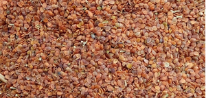 Frutos Crudos de Alyssum Dulce de Alta Calidad (Lobularia <span class=keywords><strong>Maritima</strong></span>) para Floricultura - Product Image 4