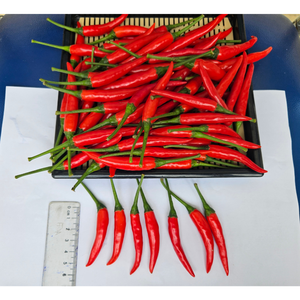 ผักพริกสดจากผู้ผลิตเวียดนามราคาถูกกระบวนการแปรรูปวัตถุดิบบริการหลังการขายที่ยอดเยี่ยม - Product Image 3
