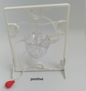 Modelo de Circulación Sanguínea Visible con Bomba, Estructura <span class=keywords><strong>del</strong></span> Corazón Humano, Enseñanza de <span class=keywords><strong>Ciencias</strong></span>, Experimento de Biología, Juguete Educativo - Product Image 2