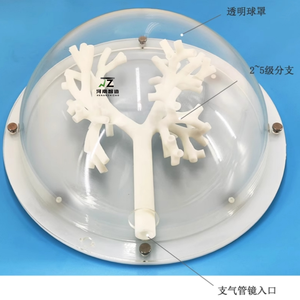 Modelo de bronquio rígido, modelo de entrenamiento médico, modelo de entrenamiento para broncoscopia - Product Image 3