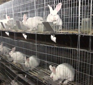 1/2'' , 3/4'' , 1'' , 1/4'' , 3/8'' , 5/8'' hole size rabbit cage mesh wire 17 mesh wire