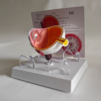 Modèle d'anatomie de l'œil humain en PVC pour l'éducation médicale dans les écoles et les hôpitaux