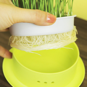 Kit de Cultivo Hidropónico de Hierba para Gatos sin Tierra, con Filtro Extraíble, Fácil Cambio de Agua, Juego de Plástico para Snacks de Gatos en Interiores - Product Image 4