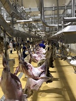 Machine d'abattage de moutons/chèvres
