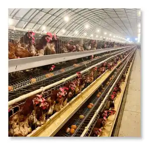 Equipamento de avicultura mais vendido de camada de gaiolas em fazenda de frangos