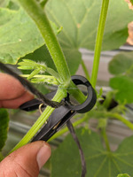 Attaches filaires pour plantes et jardin, 31 pièces, pinces de Support, pour la vigne et le jardin, prévention des légumes et des tomates