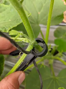 En plastique Poutrelle centrale Soutien Greffage de Tomates Suspendus Clip