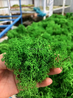 Mousse préservée en gros mousse de lichen stabilisée de mousse de renne pour la décoration intérieure Logo mur Terrariums artisanat