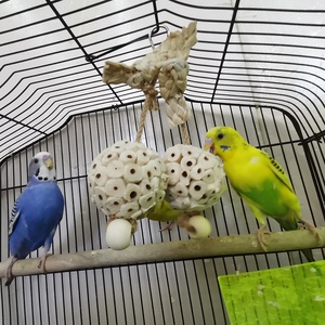 Venta caliente Bola de hierba doble Color Natural maíz trenza cuentas pájaro juguete para loros Original mascota movimiento interactivo juguete - Product Image 5