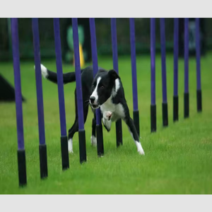 Set de Equipos de Entrenamiento de Agilidad para Perros: Postes de Slalom y Obstáculos de Acero para Perros - Product Image 1