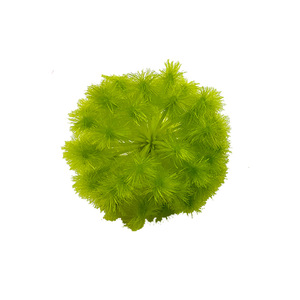 Têtes de fleurs de pissenlit artificielles en pompon, diamètre 9 cm, en plastique, pour décoration intérieure, accessoires de photographie de mariage - Product Image 5