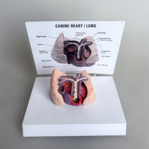 หัวใจสุนัข แบบจำลองหนอนหัวใจในสุนัข หลอดเลือดสุนัข ปอด อวัยวะ การสอนทางการแพทย์ แบบจำลองสัตวแพทย์ - Product Image 5