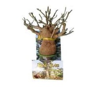 Aimant de réfrigérateur décoratif Fleur Baobab, Nouvelle Tendance 2026, Importé, Haute Qualité, pour Acheteurs