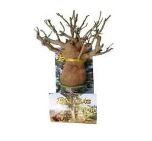 Aimant de réfrigérateur décoratif Fleur Baobab, Nouvelle Tendance 2026, Importé, Haute Qualité, pour Acheteurs - Product Image 1