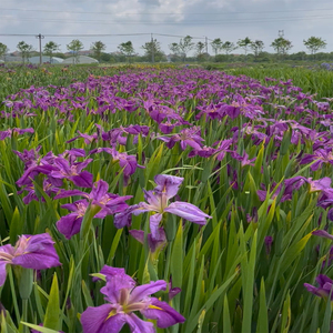 Iris 'From Thismoment' - une plante aquatique adaptée aux bassins de jardin et aux serres - Iris 'From Thismoment' - Product Image 4