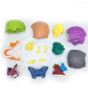 Modèle anatomique de crâne humain codé par couleur, en PVC, pour l'enseignement médical, l'exposition et l'éducation - Product Image 1