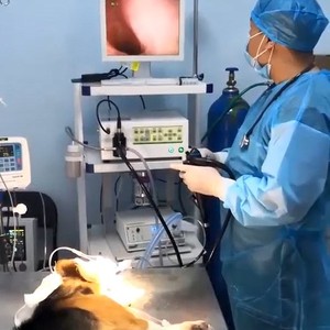 Meilleur système d'endoscopie vétérinaire avec moniteur et chariot pour utilisation en clinique vétérinaire - Product Image 4