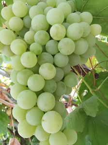 Sıcak Satış Organik Suda Çözünen Potasyum Humat Fulvik Asit Gübresi Tarım İçin Toprak pH Düzenleyici Tarım İlaçları. - Product Image 6