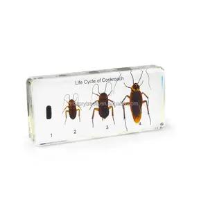 Campione animale reale acrilico della resina di alta permeabilità della scarafaggio per insegnamento biologico V-DS004