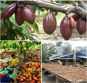 Suplementos en polvo de cacao negro para el disfrute - Product Image 2