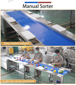 Ligne de lavage et de découpe de fruits et légumes Fengxiang 1000-1500 kg/h – Équipement de traitement personnalisable pour poivrons, navets et longanes - Product Image 4