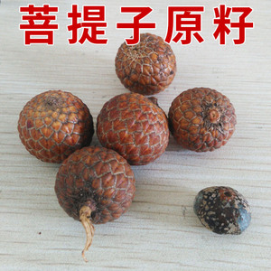 Cuentas de Semilla de Bodhi de Hainan, 108 Cuentas, Forma de Barril, 6x7mm, Joyería Religiosa para Ceremonias, Coleccionable - Product Image 5