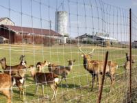Grillage métallique pour clôture de pâturage, ferme, ranch, enclos pour animaux et applications périmétriques agricoles