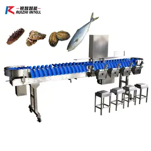 En popüler oyster denizhıyarı balık sıralama makineleri ağırlık sınıflandırma makinesi