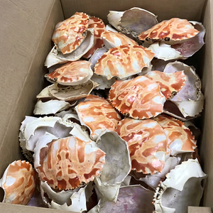 Grandes coquilles de crabe entières séchées 100% naturelles pour les restaurants de fruits de mer et de cuisine farcie - Product Image 1