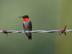 Galvanized Iron <b>Barbed</b> <b>Wire</b> Coil-Anti-corrosion 2.0-2.5mm Diameter Fence Security - Product Image 3
