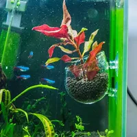 Décorations d'aquarium, pot à plantes en acrylique, pot à plantes aquatiques avec support à ventouse, cylindre de plantation, accessoires d'aquarium