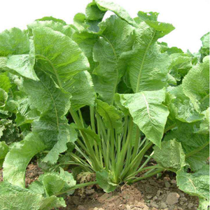 Racines de raifort fraîches, radis de cheval, extrait de moutarde Armoracia Rusticana Wasabi Mostarda <span class=keywords><strong>Senf</strong></span> - Product Image 2