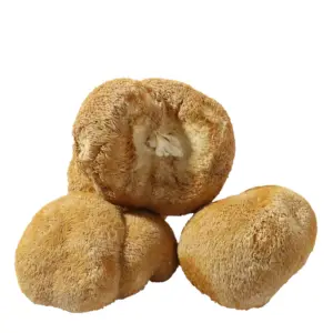 고품질 대량 말린 사자 갈기 버섯 hericuim erinaceus 버섯 추출물